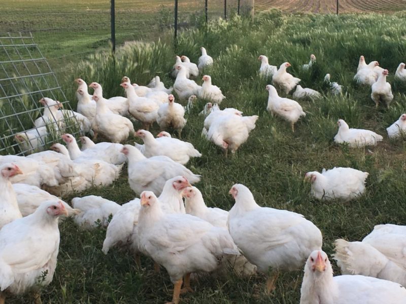 Whole Chicken – Cairncrest Farm